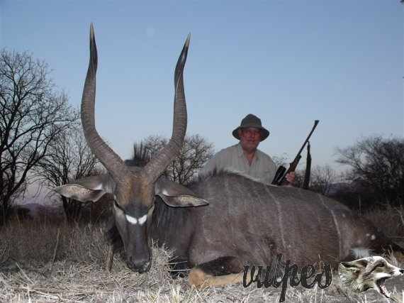 Nyala1