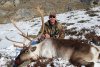 Grónsko Caribou