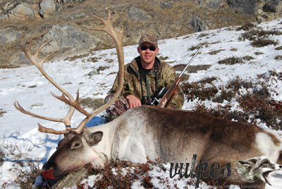 Grónsko Caribou