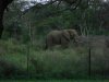 Africké Safari