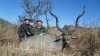 Kudu