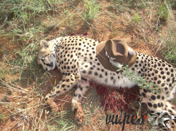 Poľovačka gepard