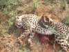 Poľovačka gepard